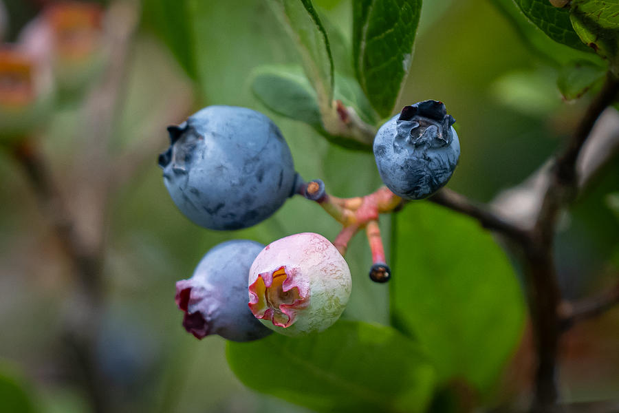 Becoming Blueberries Photograph by Linda Bonaccorsi