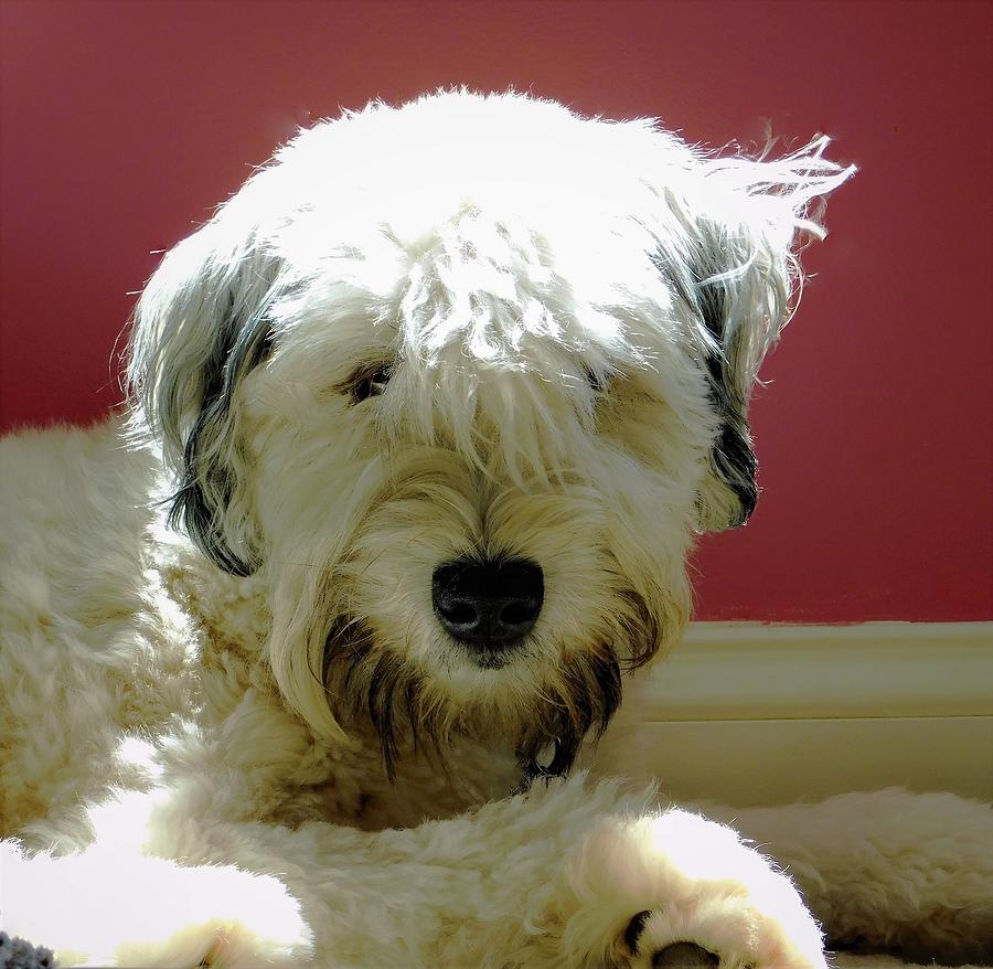 - Bed Head - Soft-coated Wheaten Terrier Photograph by THERESA Nye