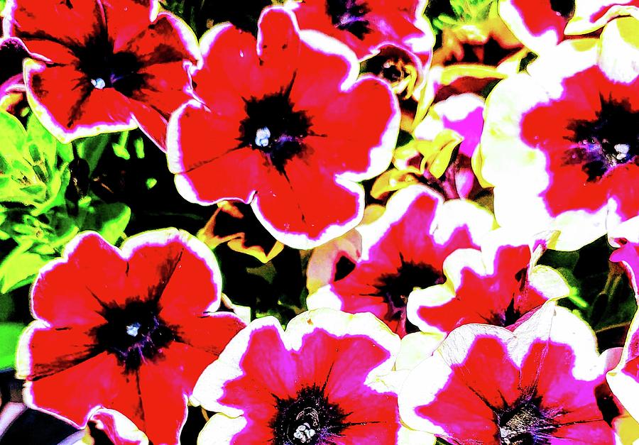 Bed Of Red Flowers Photograph