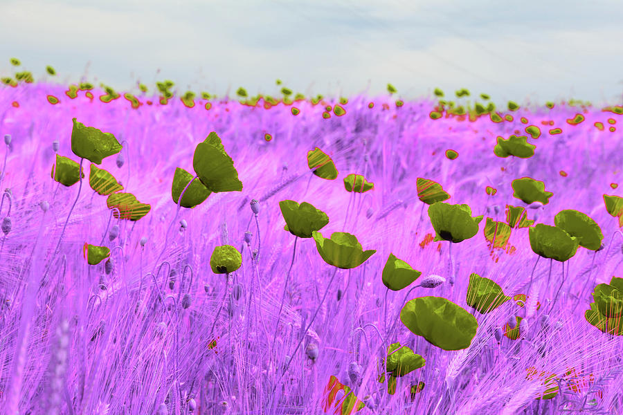 Bed Of Red Poppyflowers - Infrared - Purple Digital Art