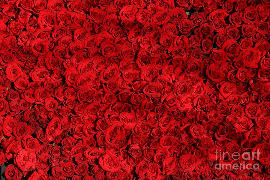 Bed of Red Roses Painting by Alexandra Arts