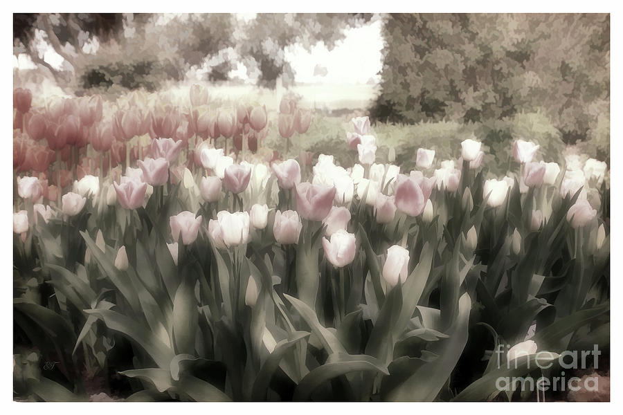 Bed of Tulips Photograph by Elaine Teague