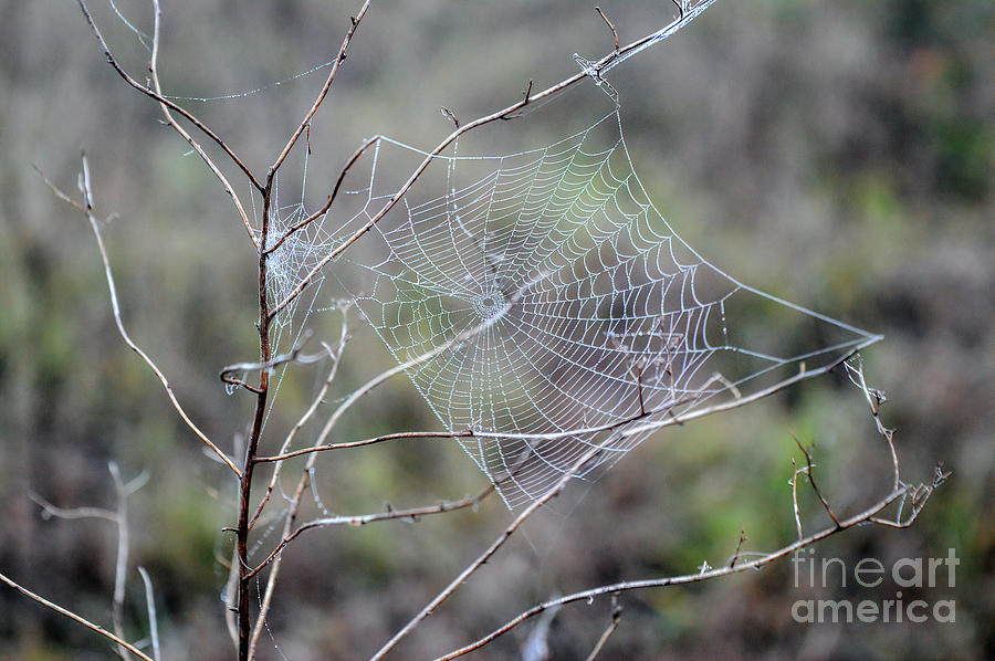 Bedazzled Spider Web Photograph by Marie Dudek Brown
