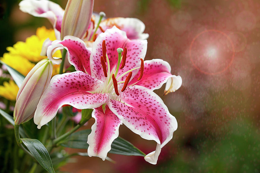 Bedazzling Pink Lily Photograph by Vanessa Thomas
