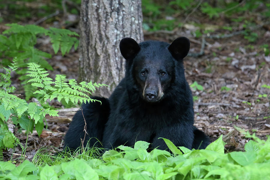 Bedded Black Bear 3 Photograph by Brook Burling