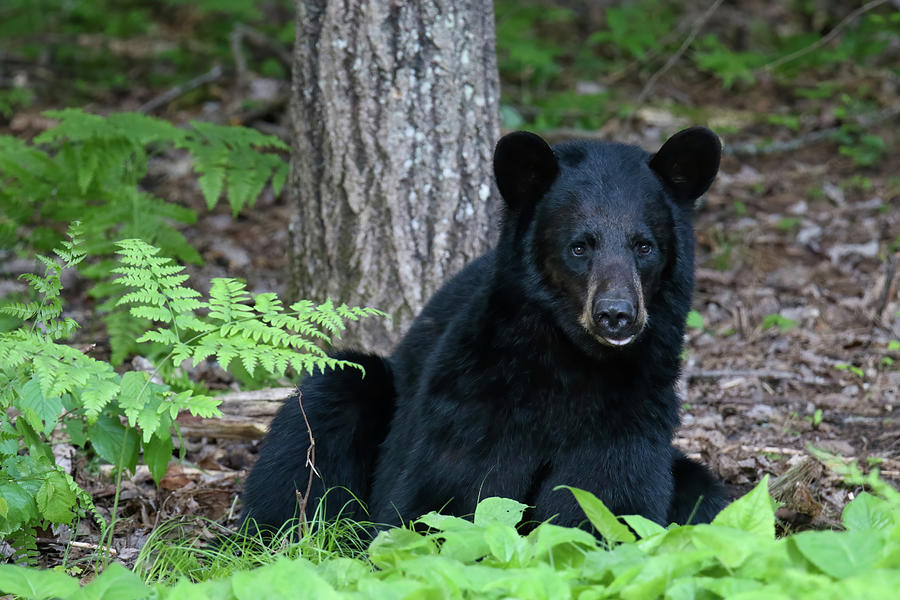 Bedded Black Bear Photograph by Brook Burling