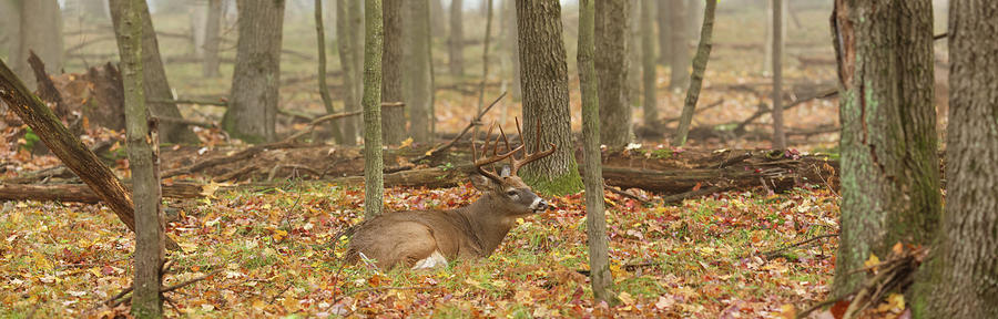Bedded Buck PANO Photograph by Brook Burling