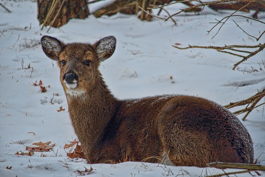 Bedded Whitetail Doe Fawn In Snow Photograph by Dale Kauzlaric