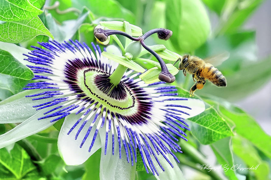 Bee 87 Digital Art by Kevin Chippindall