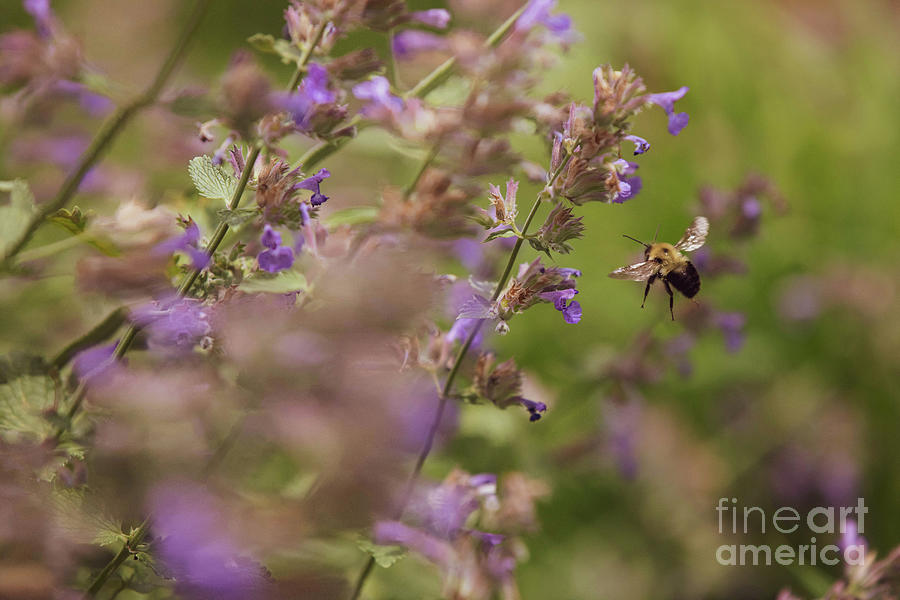 Bee Amongst The Catmint Flowers Photograph