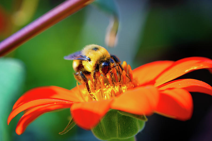 Bee and a Flower Photograph by Jessica McCosker - Fine Art America