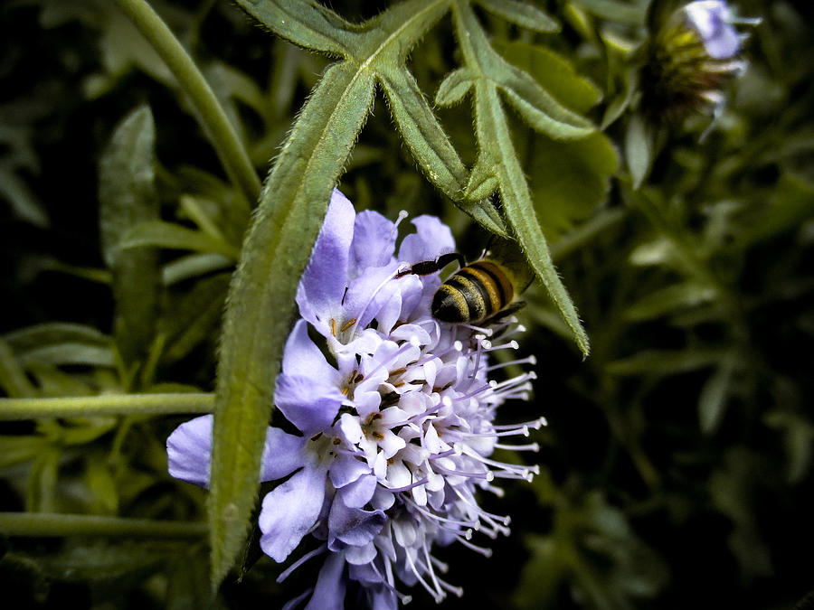 Bee and a Pincushion  Photograph by W Craig Photography