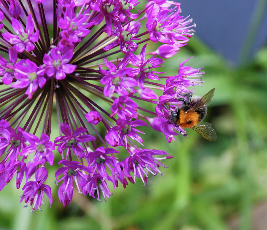 Bee And Allium Photograph by Jeff Townsend