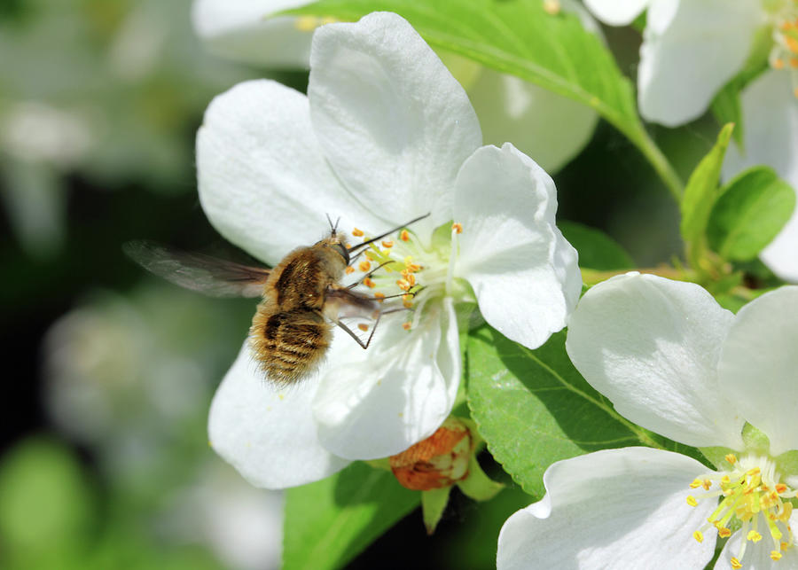 Bee And Apple Tree Flowers Photograph by Mikhail Kokhanchikov
