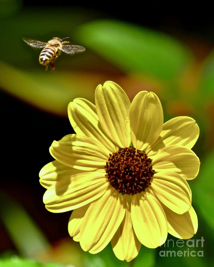 Bee and Black-eyed Susan Photograph by AnnaJo Vahle