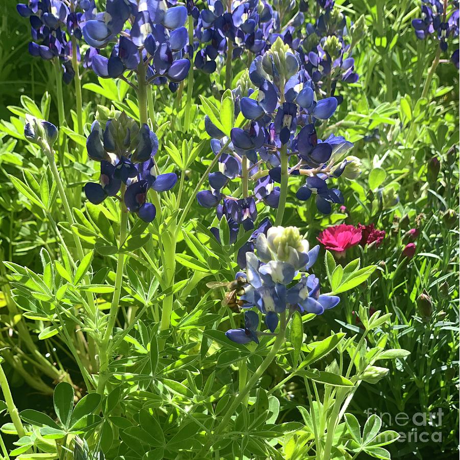 Bee And Bluebonnets Photograph