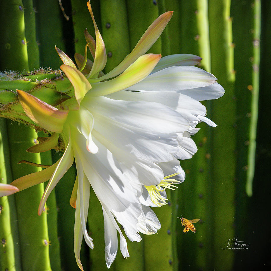 Bee and Cactus Flower Photograph by Jim Thompson