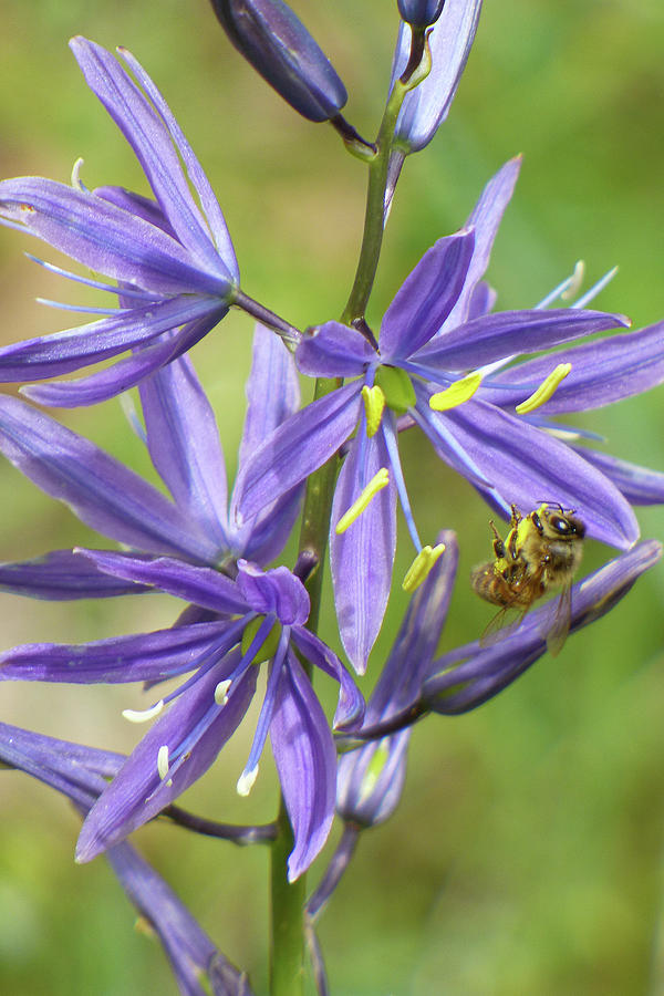Bee and Camas Flowers Photograph by Dianne Milliard