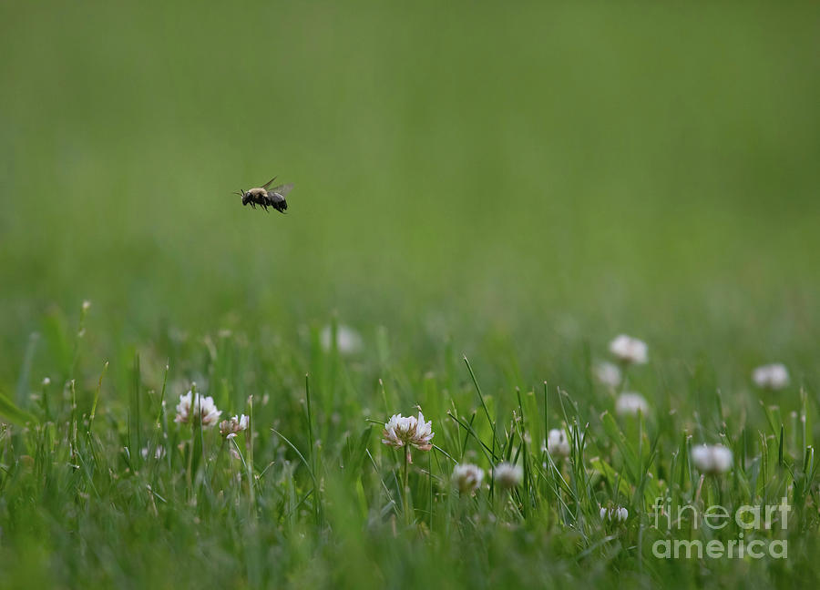 Bee And Clover Photograph