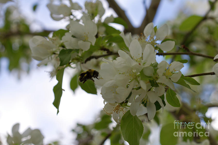 Bee and Crabapple Digital Art by Donna L Munro