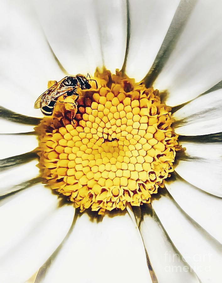 Bee And Daisy Photograph