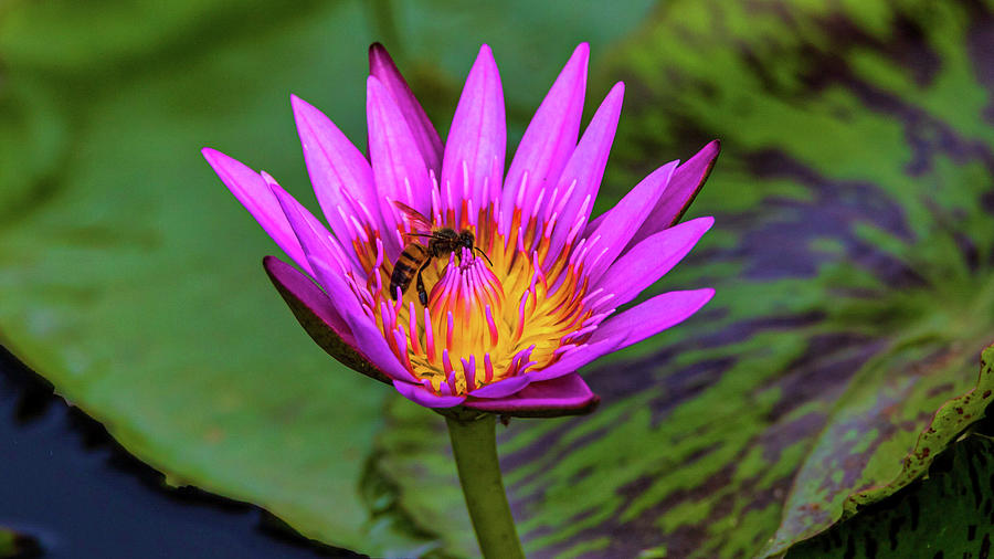 Bee and Flo Photograph by Thomas EVANS - Fine Art America