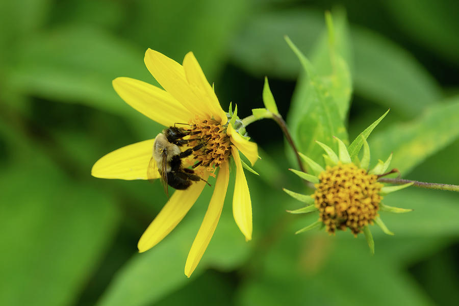 Bee and Flower-2 Photograph by John Kirkland
