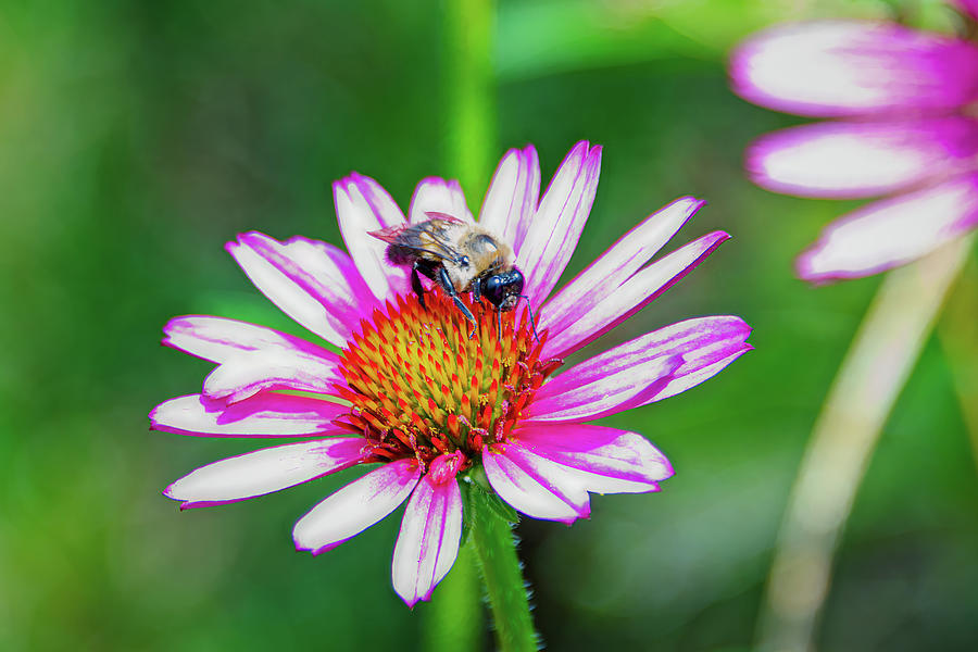 Bee and Flower-3 Photograph by John Kirkland
