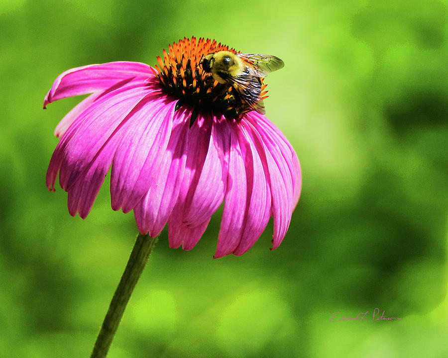 Bee And Flower Photograph by Ed Peterson