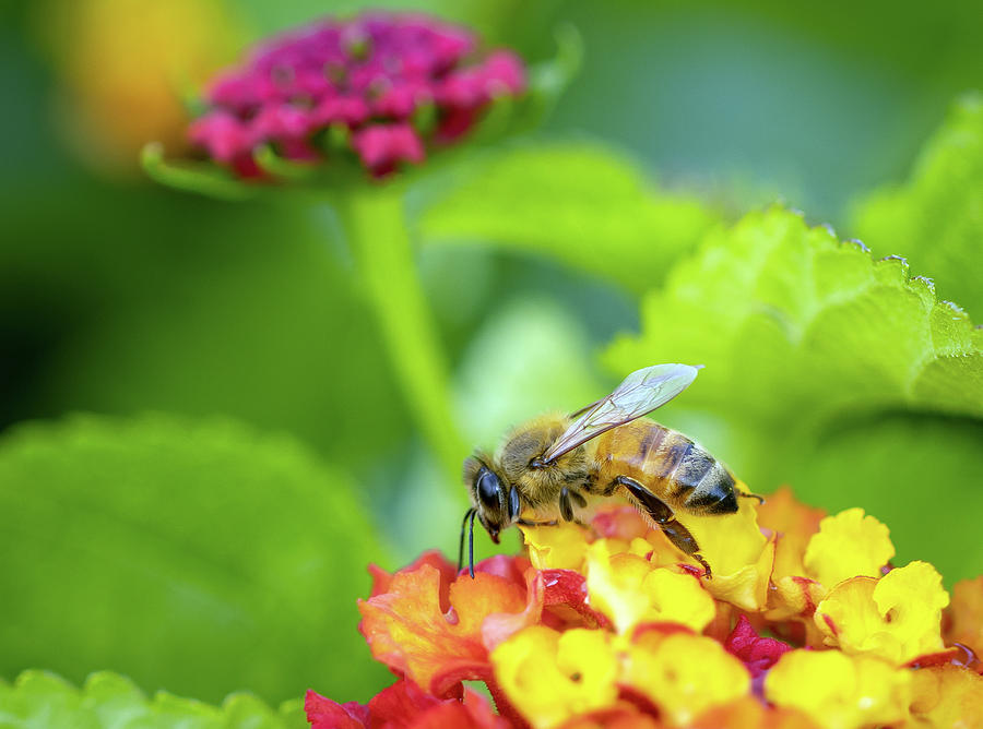 Bee and Flower Macro Photograph Photograph by R Scott Duncan