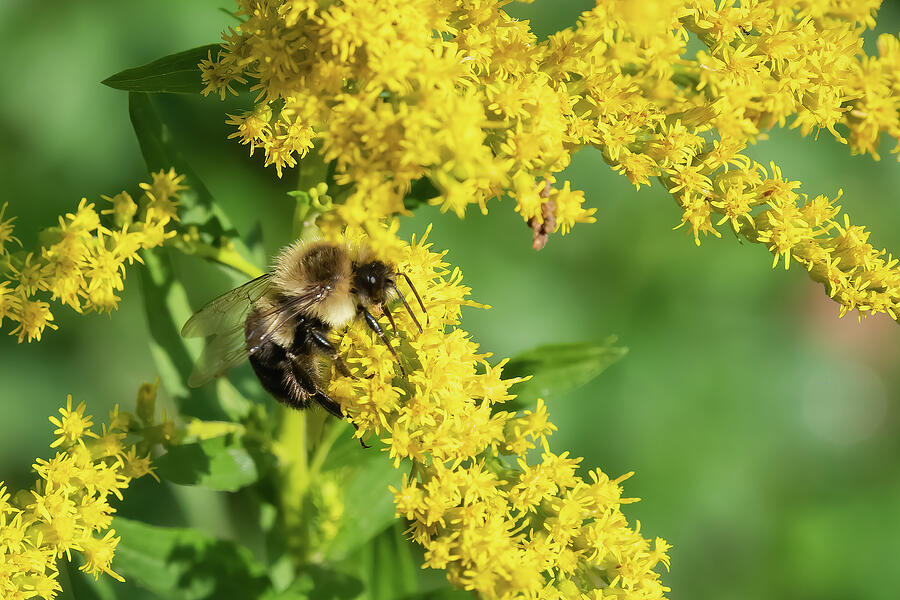 Bee and Flowers-1 Photograph by John Kirkland