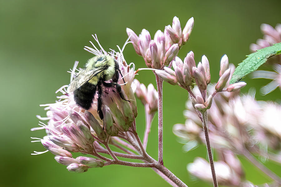 Bee and Flowers-4 Photograph by John Kirkland