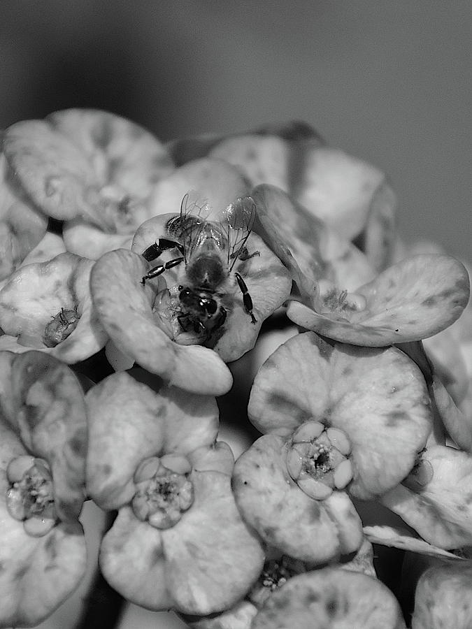 Bee and Flowers Black And White  Photograph by Christopher Mercer