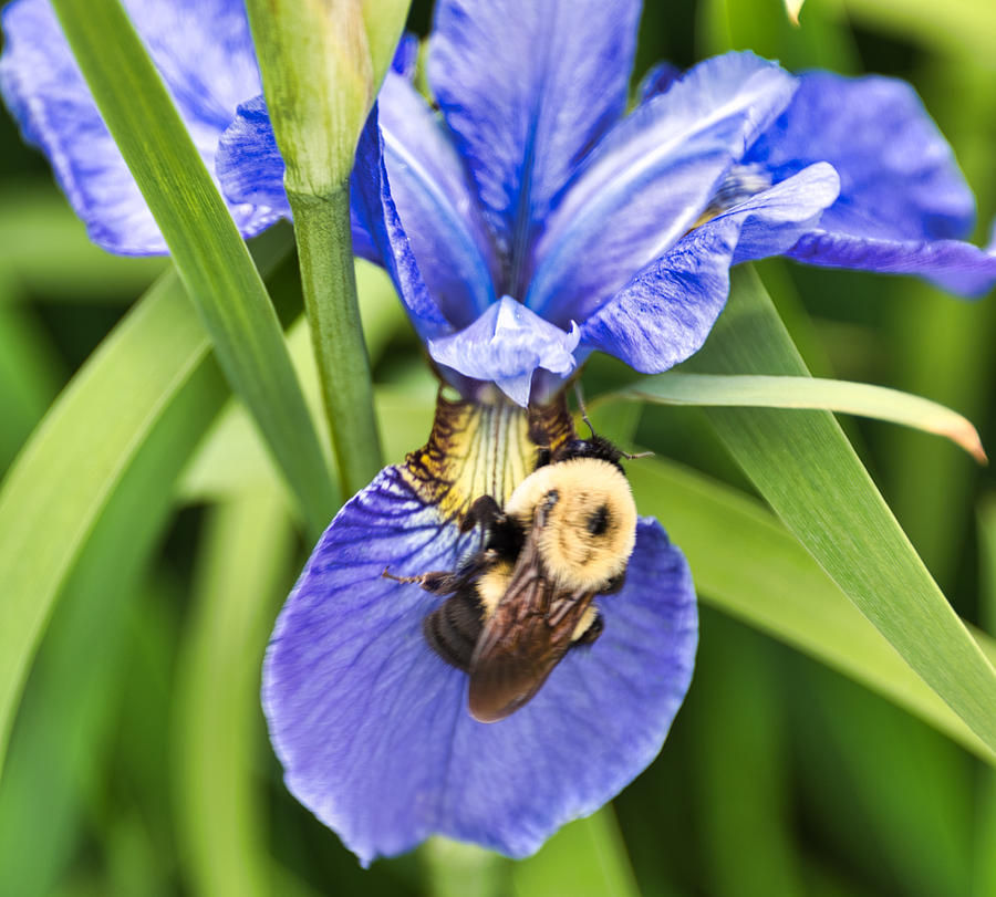 Bee and Iris  Mixed Media by Optical Playground By MP Ray