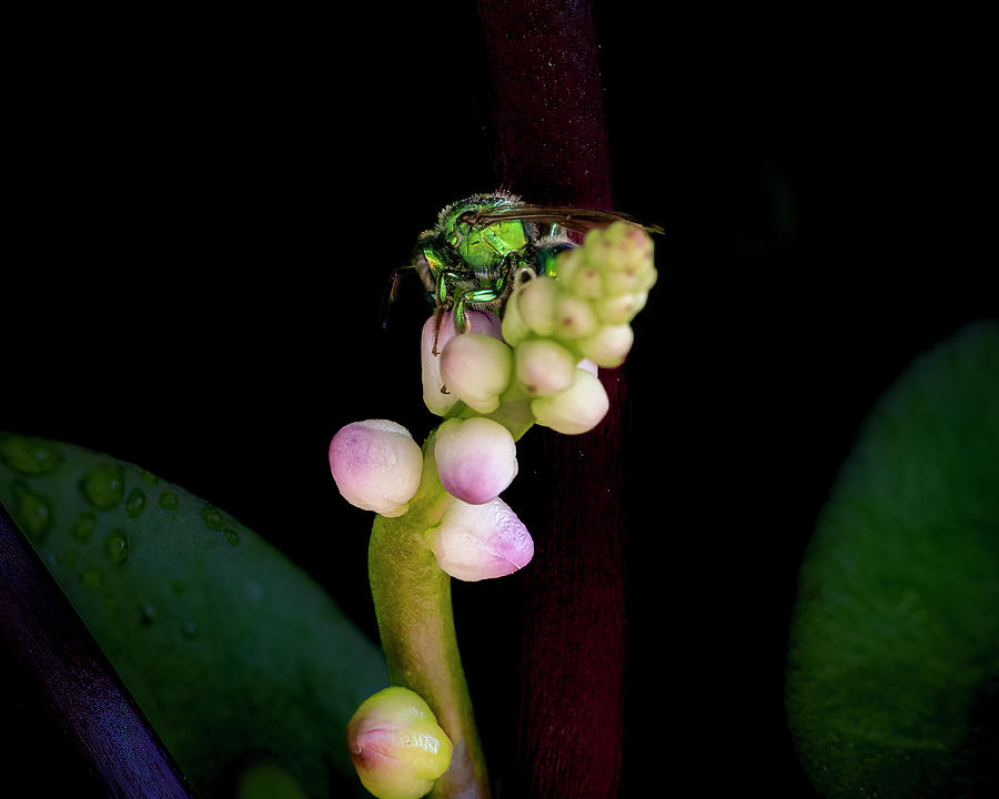 Bee and Malabar 1 Photograph by Cheri Freeman