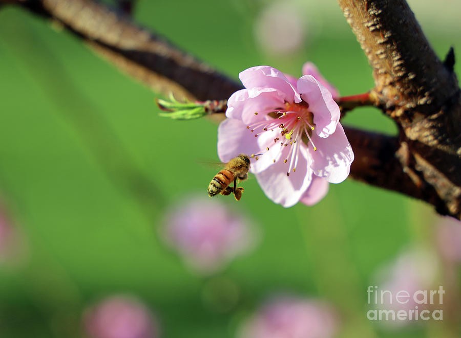Bee and Peach Blossom  9984 Photograph by Jack Schultz