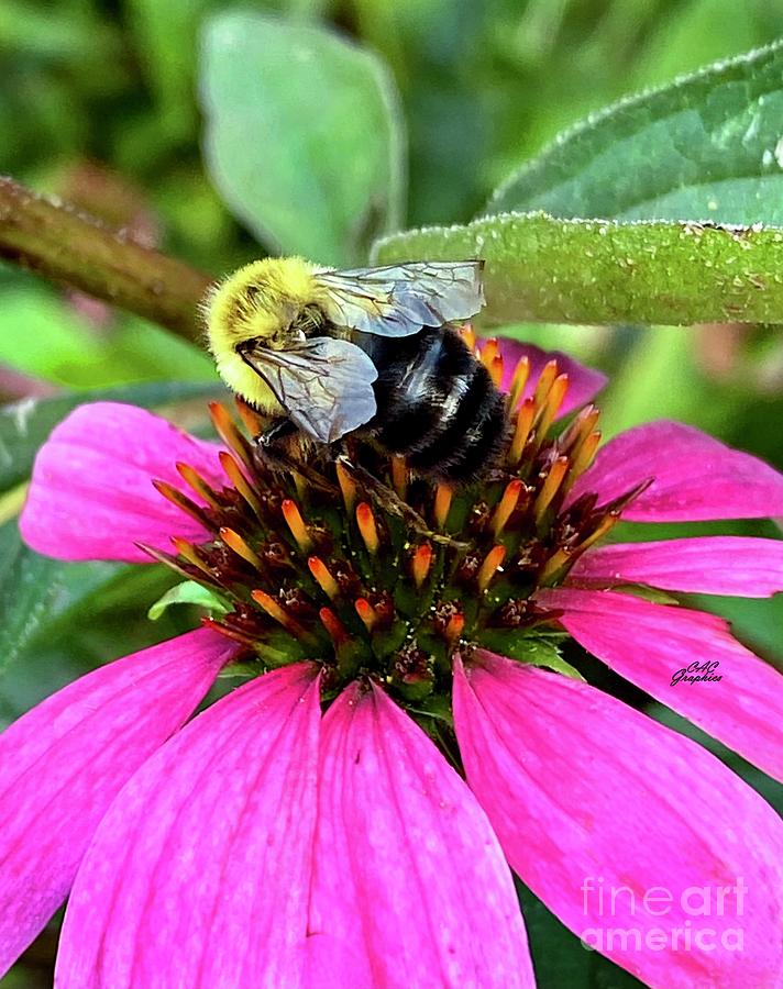 Bee and Pink Flower 2 Photograph by CAC Graphics