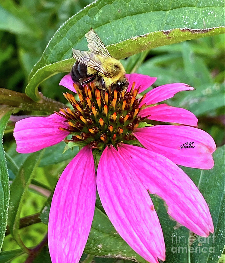 Bee and Pink Flower  Photograph by CAC Graphics