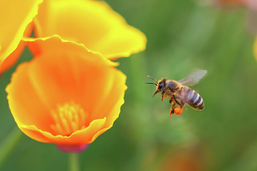 Bee And Poppies Photograph by Jonathan Nguyen