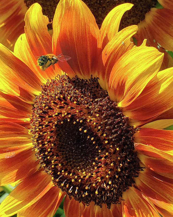Bee and sunflower Photograph by Daniel Adams