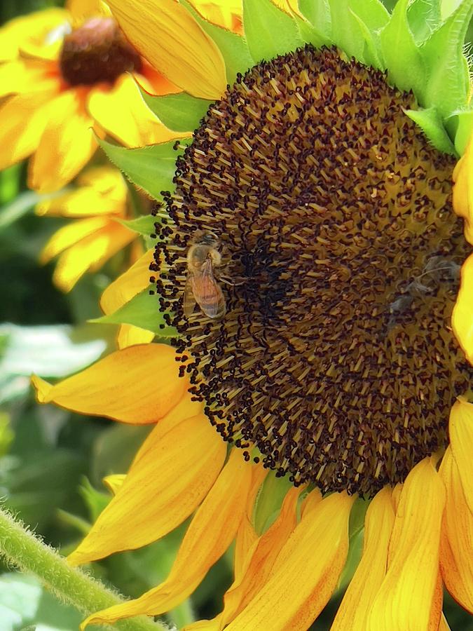 Bee and Sunflower Photograph by Steph Gabler