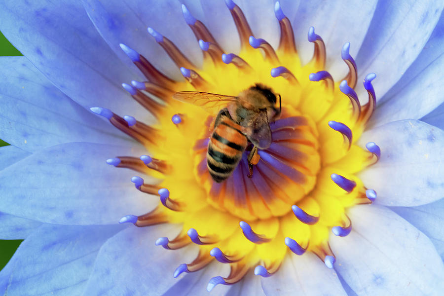 Bee and the lotus. Photograph by Usha Peddamatham