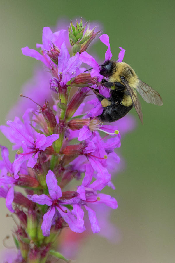 Bee and Wildflower Photograph by Michael Jaskolski - Fine Art America