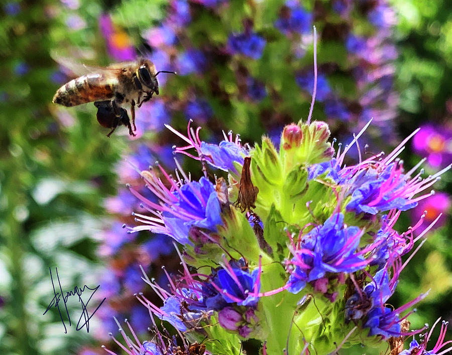 Bee Approaches a Purple Cone Flower Photograph by DC Langer