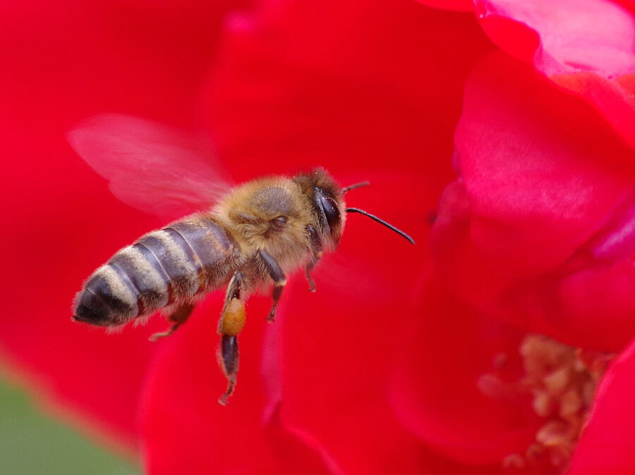Bee Photograph by Asahiphotographers