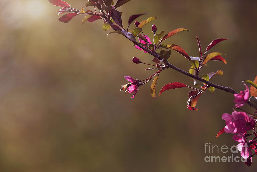 Bee At Sunset On A Pink Blossom Photograph