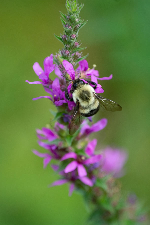 Bee-autiful  Photograph by Linda Bonaccorsi
