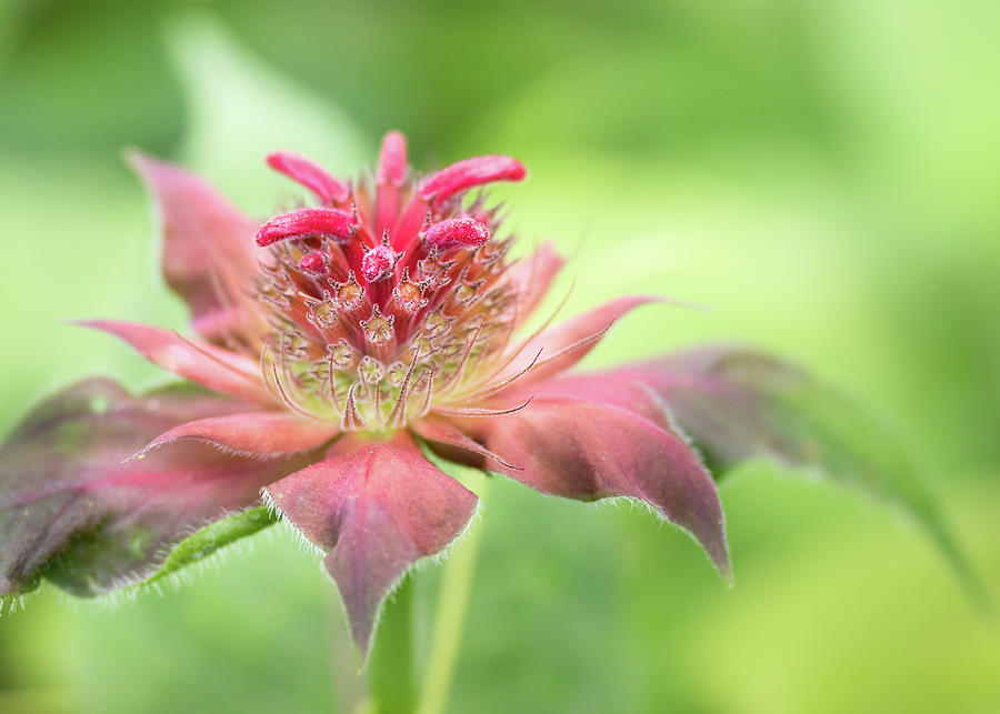 Bee Balm - Getting Ready To Attract Bees, Butterflies And Hummingbirds Photograph by Elvira Peretsman