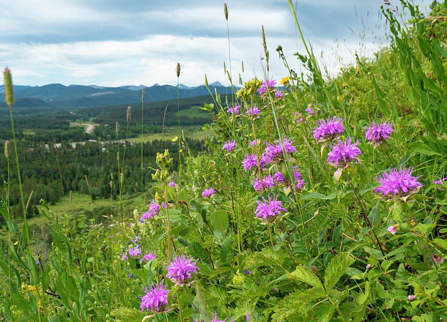 Flowers Still Life Photograph - Bee Balm in a mountain meadow by Phil And Karen Rispin