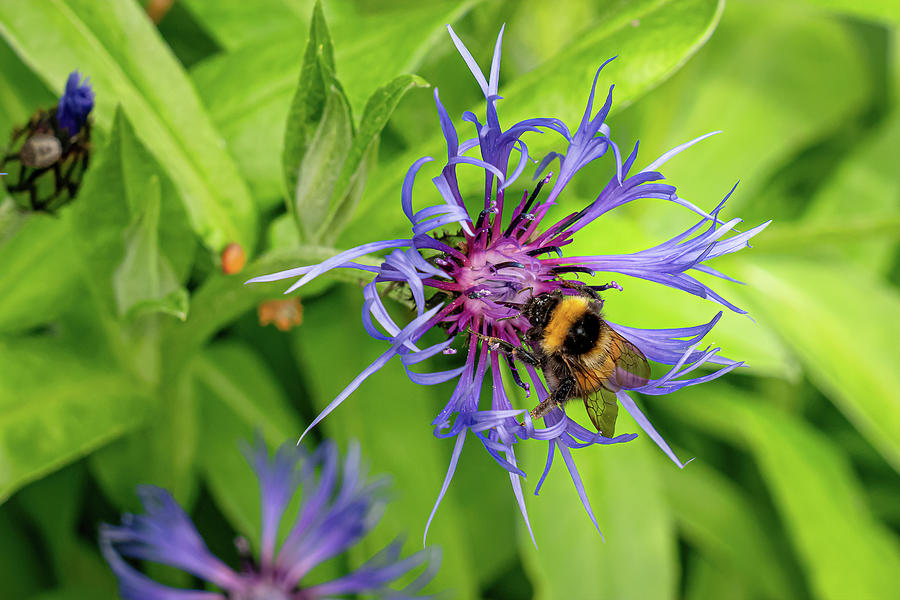 Bee Balm Photograph by Joan Baker